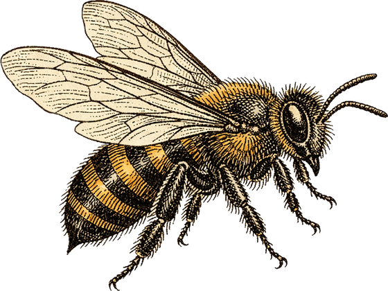 A Victorian botanical illustration of a honeybee.