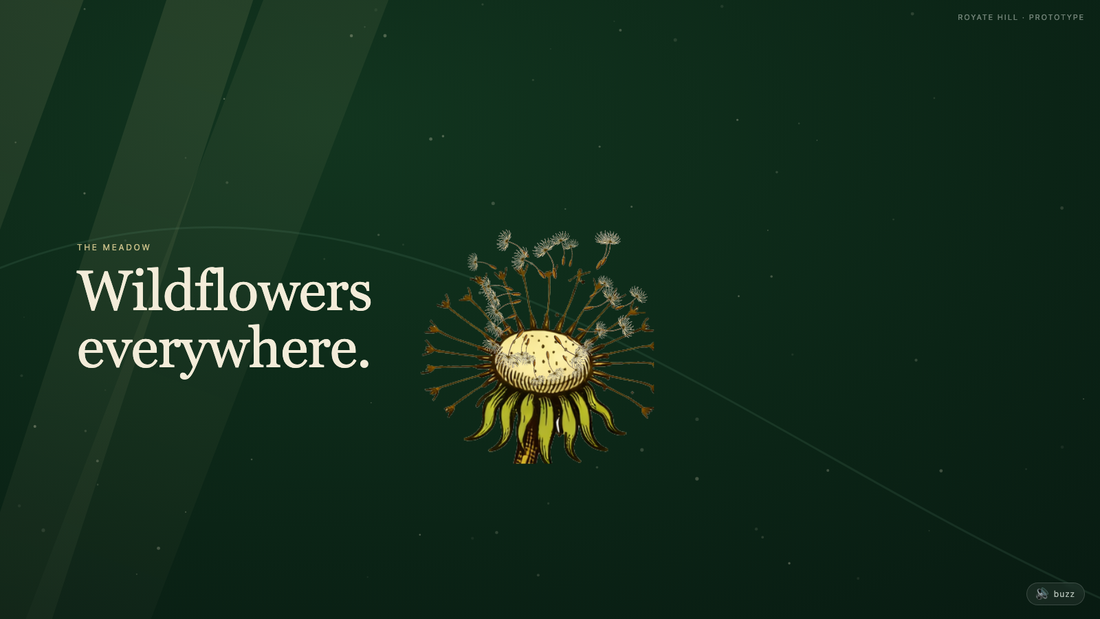 Screenshot: a dandelion seed-head in a meadow, with the words 'Wildflowers everywhere.'