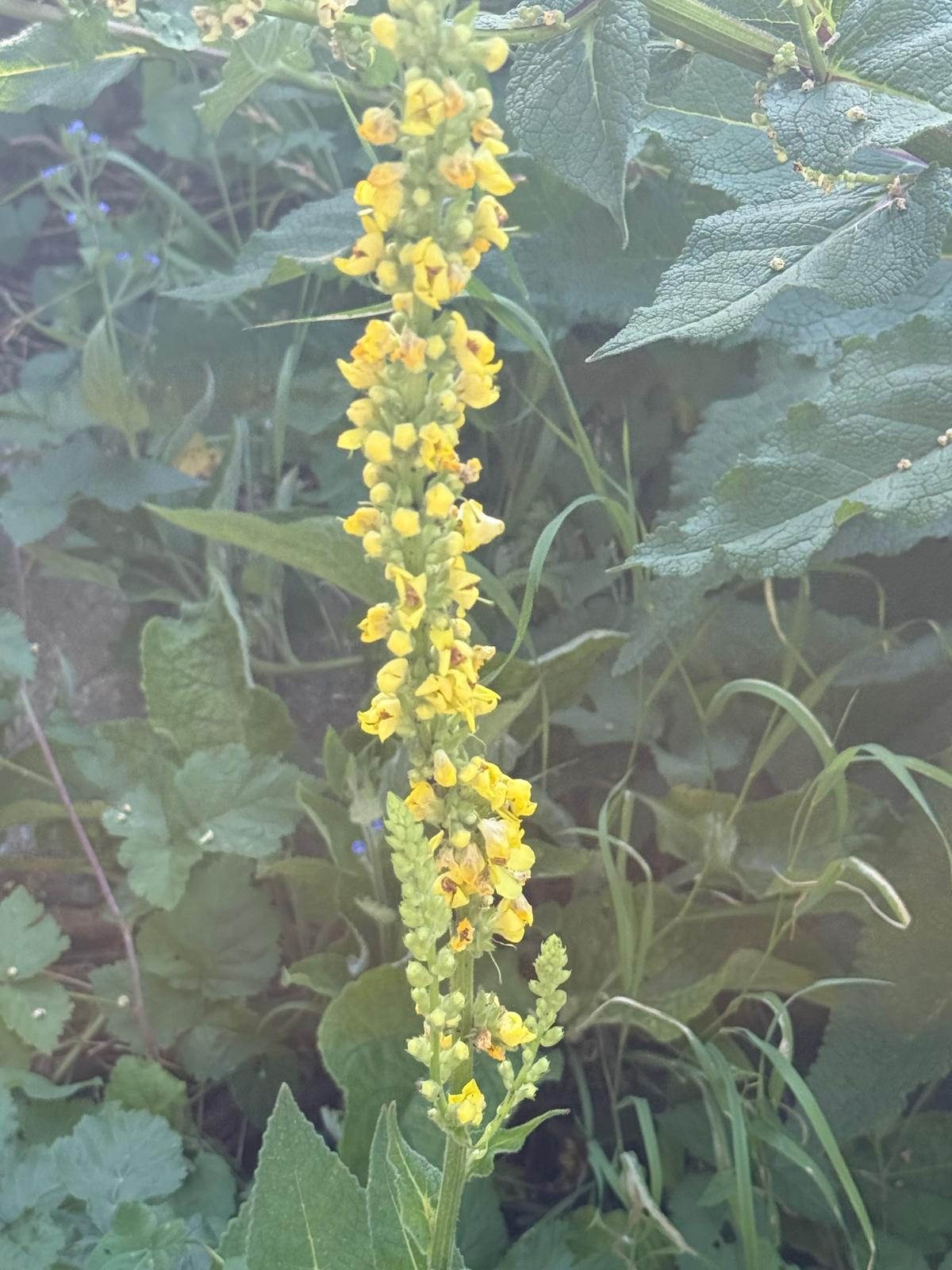 More flowers growing on the allotment.
