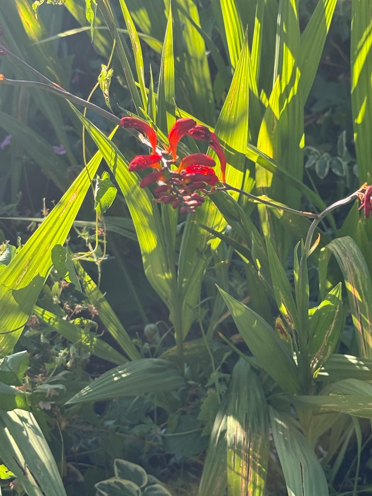 Flowers growing on the allotment.