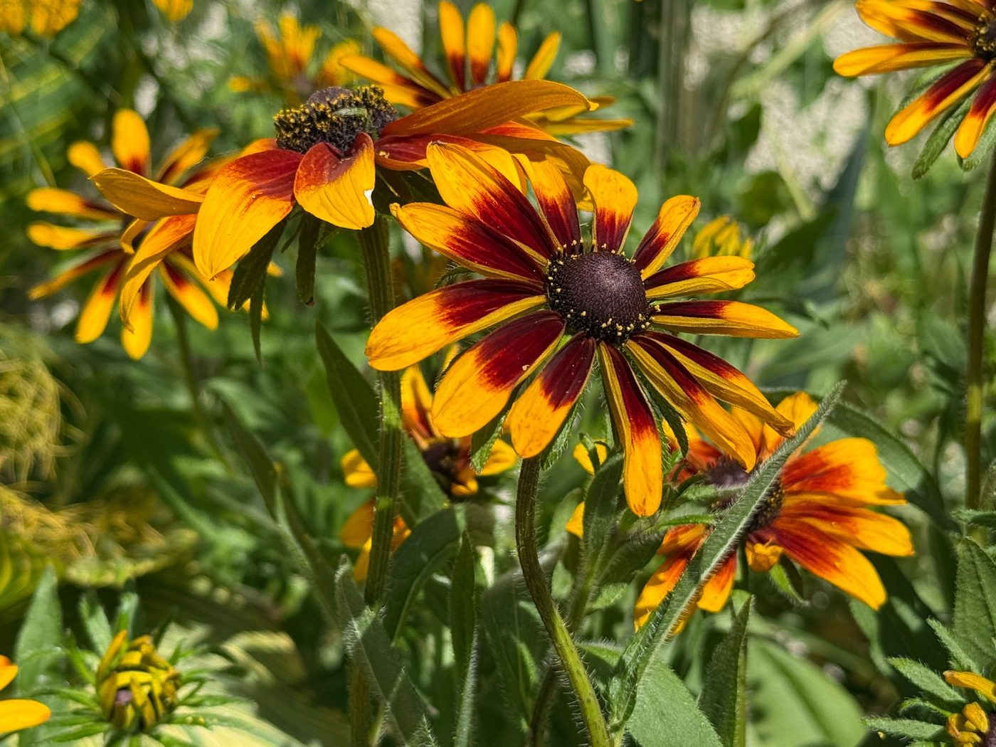 Red and yellow rudbeckia flowers in bright sun.